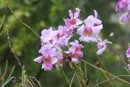 Orchids at Mamiku gardens