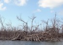 Mangroves destroyed by hurricaine Sandy at Cayo Breton