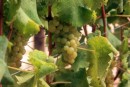 Groot Constantia Wine Estate grapes