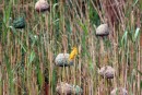 Bright yellow weaver birds suspend their nests between rushes