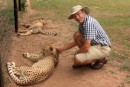 Endoneni animal rehabilitation  - Cheetah