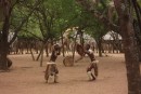 Duma Zulu village - stick-fighting