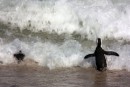 African Penguins on Boulders Beach