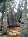Baobab tree, Botanical Garden, Pamplemouses