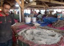 Labasa market where specialist purveyors sell yaqona root in bundles or powdered form
