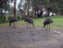 Emu at Great Ocean Road, Wild life park
