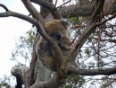"Koalas lazing in the gum trees beside the road out to Cape Otway