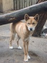 Dingo at Great Ocean Road, Wild life park 