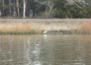 Egret on the shore