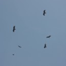 Eagles circled above under a cloudless sky