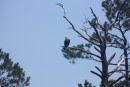 Aligator River / Pungo River Canal, watched over by a bald eagle 