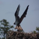 Marker post topped by a nest inhabited by ospreys.