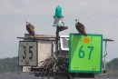 Marker post topped by a nest inhabited by two ospreys.