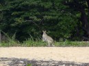  Allied Rock Wallaby, Magnetic Island,