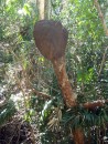Ants nest, Cid Harbour, Whitsunday Island