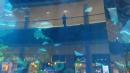 Underground aquarium within the mall