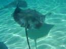 one of the 100s of sting rays at moorea