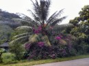 Coconut tree with pretty flowers on walk back to the anchorage
