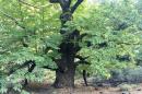 1,000 ols chestnut tree
