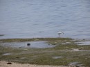 Exposed reef at low tide brings out wading birds