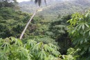 Jungle and manioc