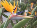 Bird of Paradise Flower, my favorite and is found in all the parks and gardens here
