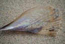 Beautiful shell, would love to have taken it but very delicate and would only have broken