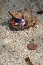 Rather pretty coloured hermit crab fell out of tree in front of me