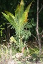Lonely coconut palm, recently washed in and now growing well