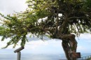 Calabash Tree at Fort George - always wondered what a Calabash was