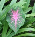 Pretty leaf