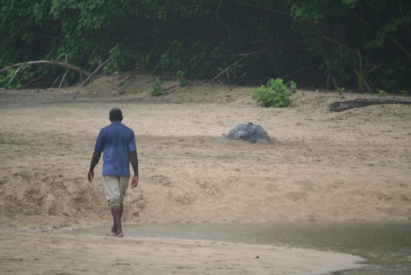 First sighting of the giant leatherback turtle as we drove past the beach on west coast of Dominica