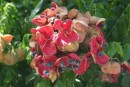 When the pods are ripe they open out revealing brilliant red linings and velvety black seeds which are used to make jewellry