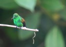 Very dificult to catch these little green humming birds in a photo