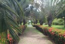 Walkway lined with Traveller Palms and Ixora