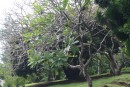 Frangipani Tree minus most of its leaves which have been eaten by the Frangipani Caterpillar