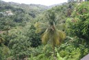 Jungle View