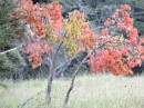 One of the few trees showing autumn colours (most are evergreen). It had fruit on it and I think was tree tomato