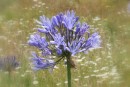 Banks of agapanthus in the gardens and surrounding fields 