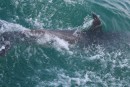 Dolphins Opua