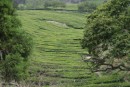 Tea Plantation at Gorreana