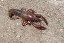This is a fresh water lobster type creature crossing the road, I kid you not. I had to rescue him from a passing car. I do not know if they normally wander around on dry land but this one was a few yards frm lake