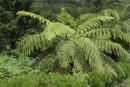 Tree Ferns. Everthing seems to grow extra large, even the heather is tree size.