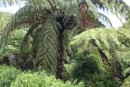 Giant tree ferns