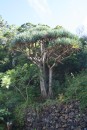 Dragon tree