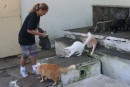 Susy feeding her strays in the cemetry