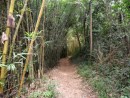 Forest walk from Abraao