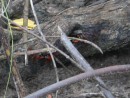Land crabs in the mangrove roots