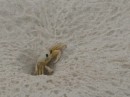 Crab who popped up beside us