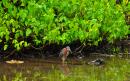 Green Backed Heron: Indian River